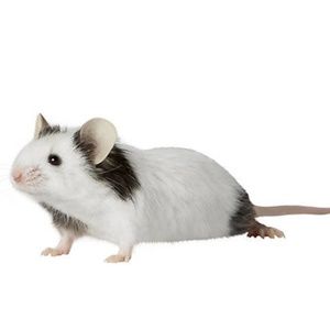 Meet your Posher, Torey